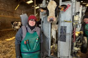 Une jeune femme en formation de pédicure pur bovins à côté d'une vache Prim'Holstein dans une cage de parage