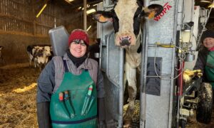 Une jeune femme en formation de pédicure pur bovins à côté d'une vache Prim'Holstein dans une cage de parage