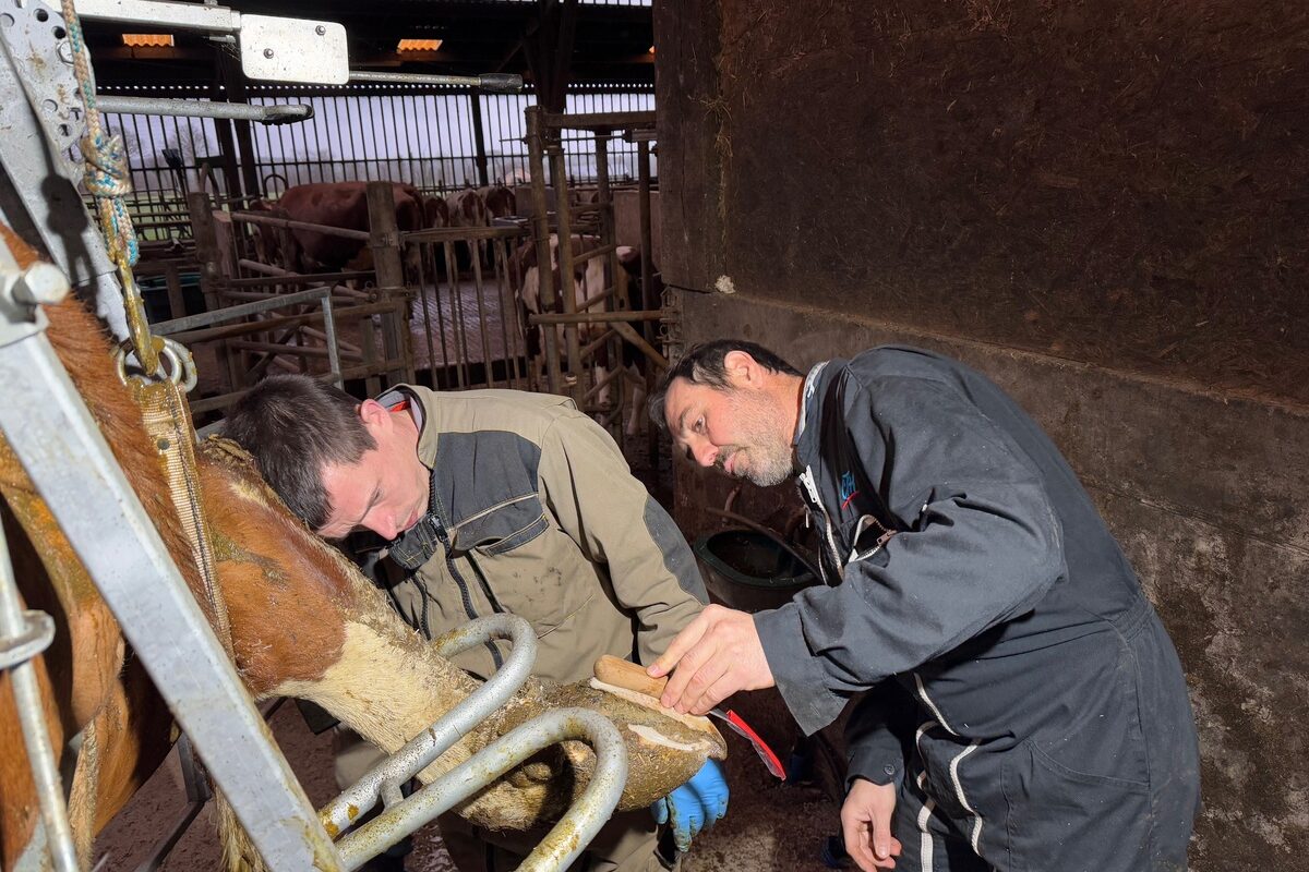 Un salarié d'élevage et un éleveur réalisent le parage du pied d'une vache  - Illustration Investir pour se former sur le pied