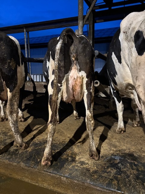 Une jeune vache Prim'Holstein vue de derrière