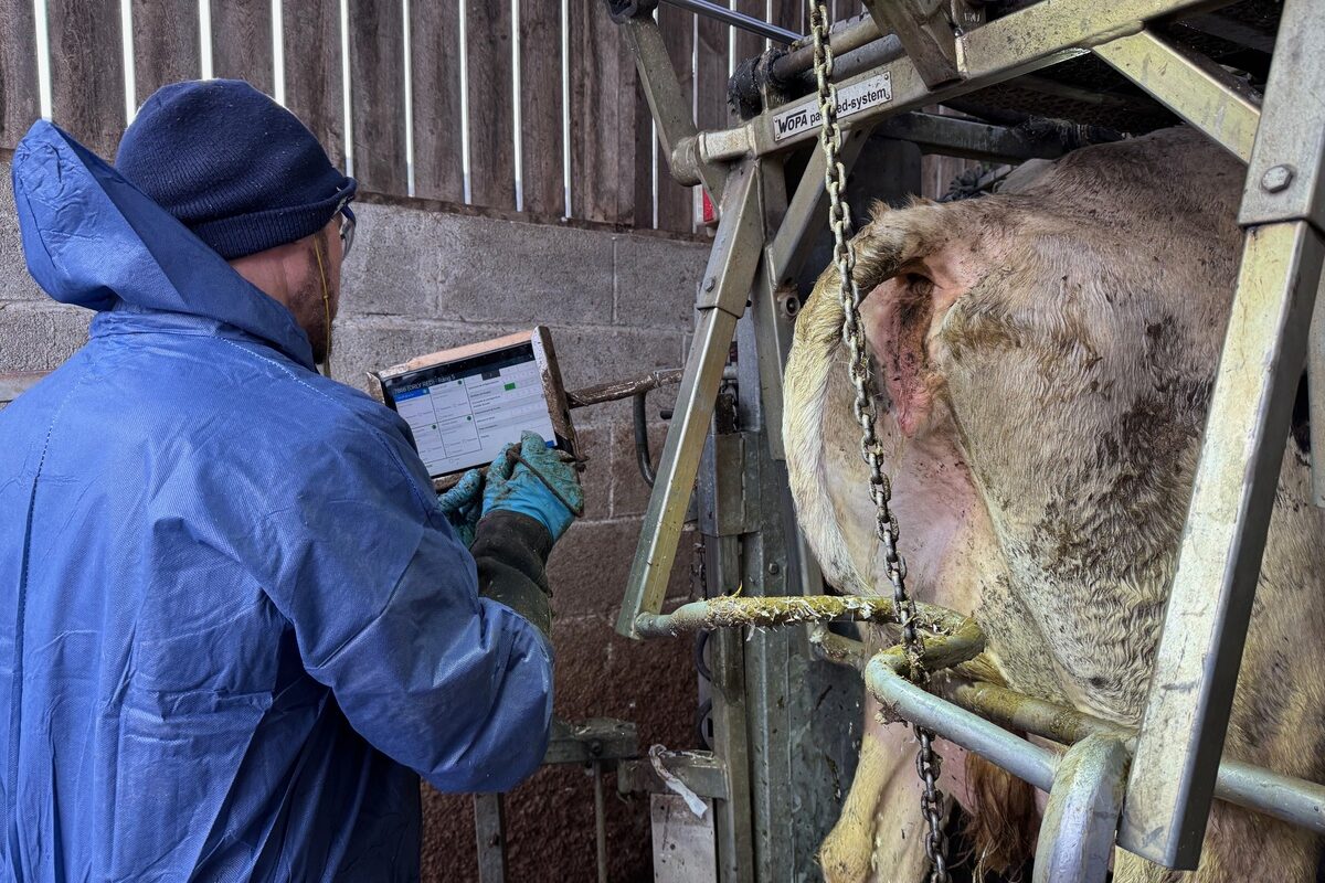 Un pédicure pour bovins en train d'enregistrer des données sur une tablette nunmérique derrière sa cage de parage. - Illustration L’indexation ‘santé des pieds’, un outil complémentaire