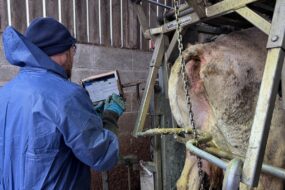 Un pédicure pour bovins en train d'enregistrer des données sur une tablette nunmérique derrière sa cage de parage.