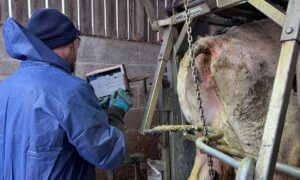 Un pédicure pour bovins en train d'enregistrer des données sur une tablette nunmérique derrière sa cage de parage.