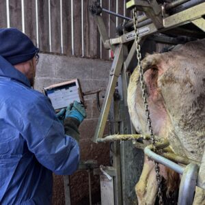 Un pédicure pour bovins en train d'enregistrer des données sur une tablette nunmérique derrière sa cage de parage.