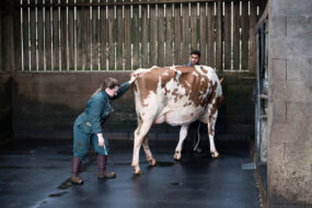 Une ostéopathe en train de maniupuler une jeune vache Red Holstein présentée par un jeune éleveur