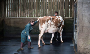 Une ostéopathe en train de maniupuler une jeune vache Red Holstein présentée par un jeune éleveur