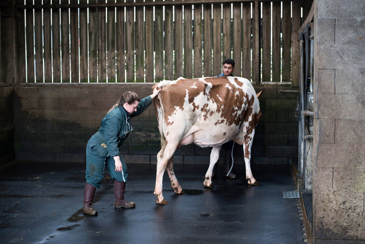 Une ostéopathe en train de maniupuler une jeune vache Red Holstein présentée par un jeune éleveur - Illustration Quand la primipare a grandi trop vite