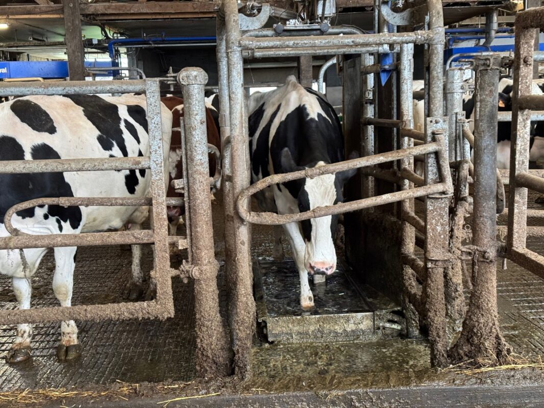 Une vache Prim'Holstein passe dans un pédiluve. 