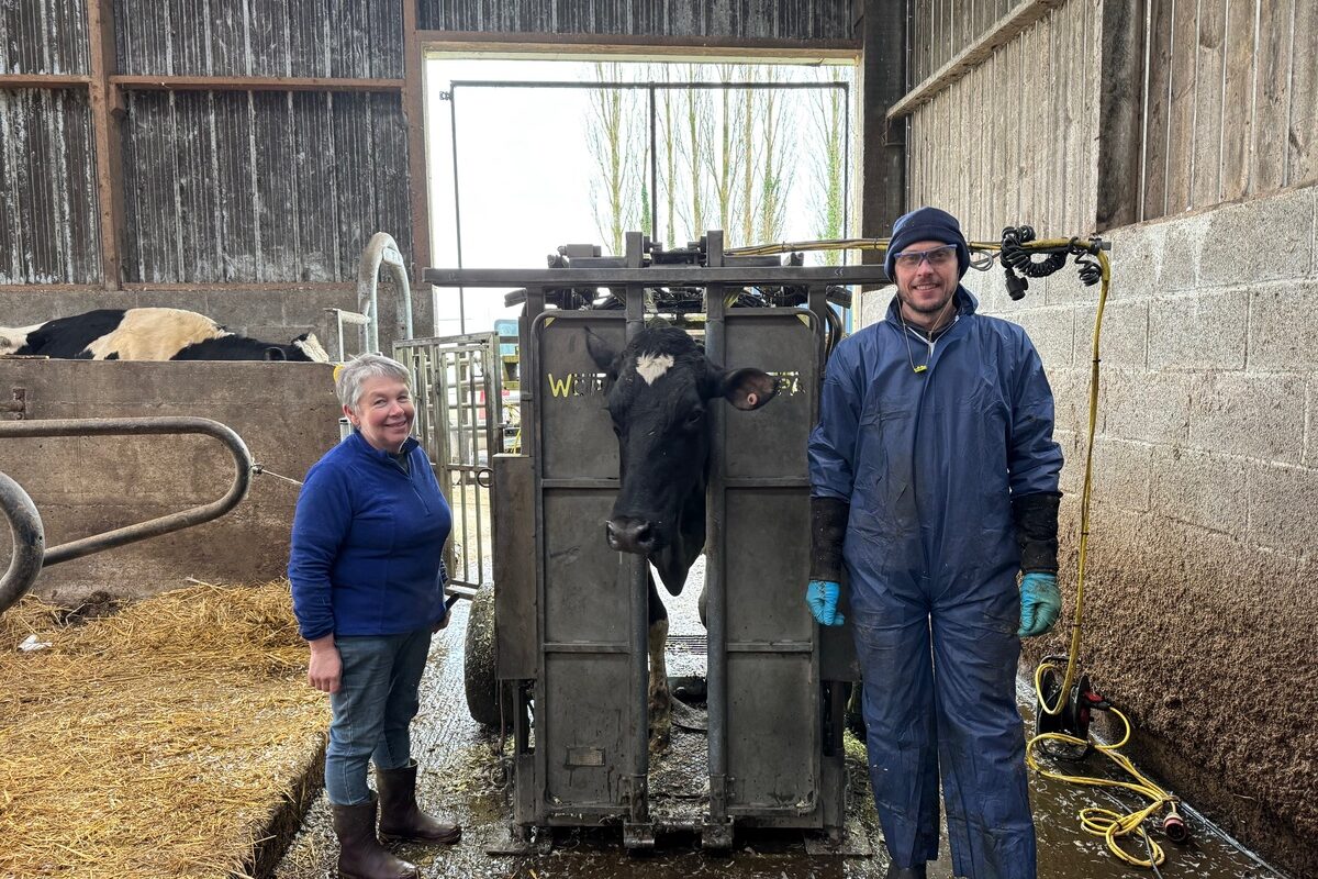 Une éleveuse et un pédicure pour bovins autour d'une cage de parage contenant une vache Prim'Holstein - Illustration Le côté pratique du pédiluve automatique