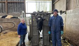 Une éleveuse et un pédicure pour bovins autour d'une cage de parage contenant une vache Prim'Holstein