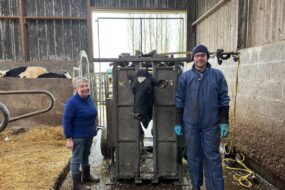 Une éleveuse et un pédicure pour bovins autour d'une cage de parage contenant une vache Prim'Holstein