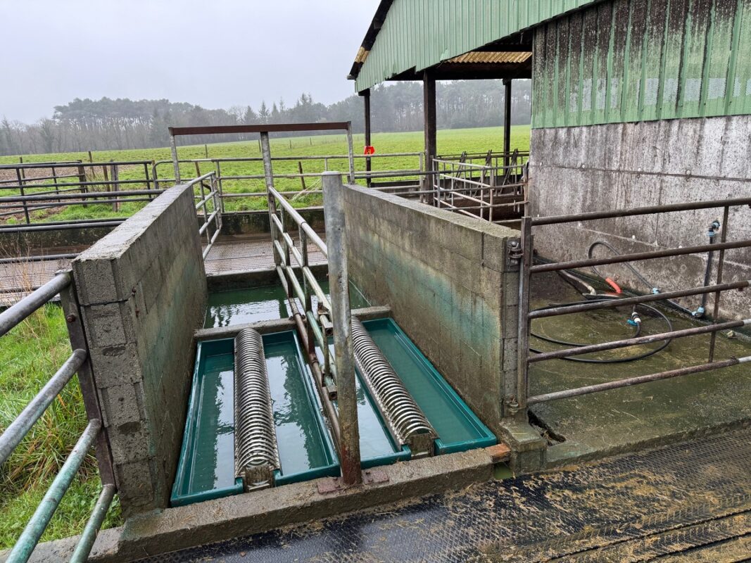 Une installation de pédiluves pour bovins à l'extérieur d'un bâtiment d'élevage. 