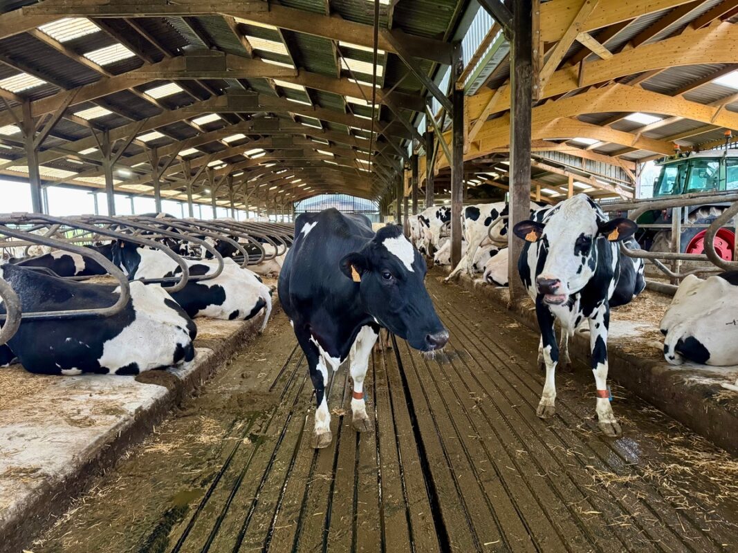 Des vaches dans une étable au sol recouvert de tapis caoutchouc rainurés