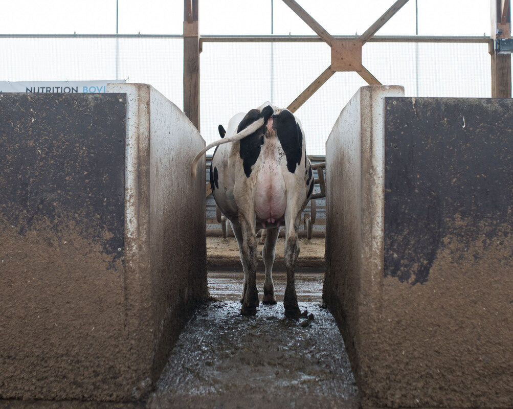 Une vache laitière passe dans un couloir étroit dans une étable - Illustration Limiter les chocs