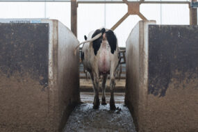 Une vache laitière passe dans un couloir étroit dans une étable