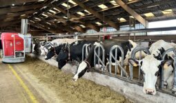 Lely Vector en train de distribuer la ration