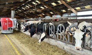 Lely Vector en train de distribuer la ration