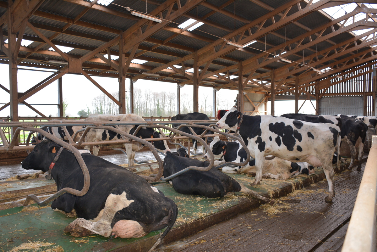 logettes de vaches - Illustration Les livreurs à Lactalis ont au moins une solution