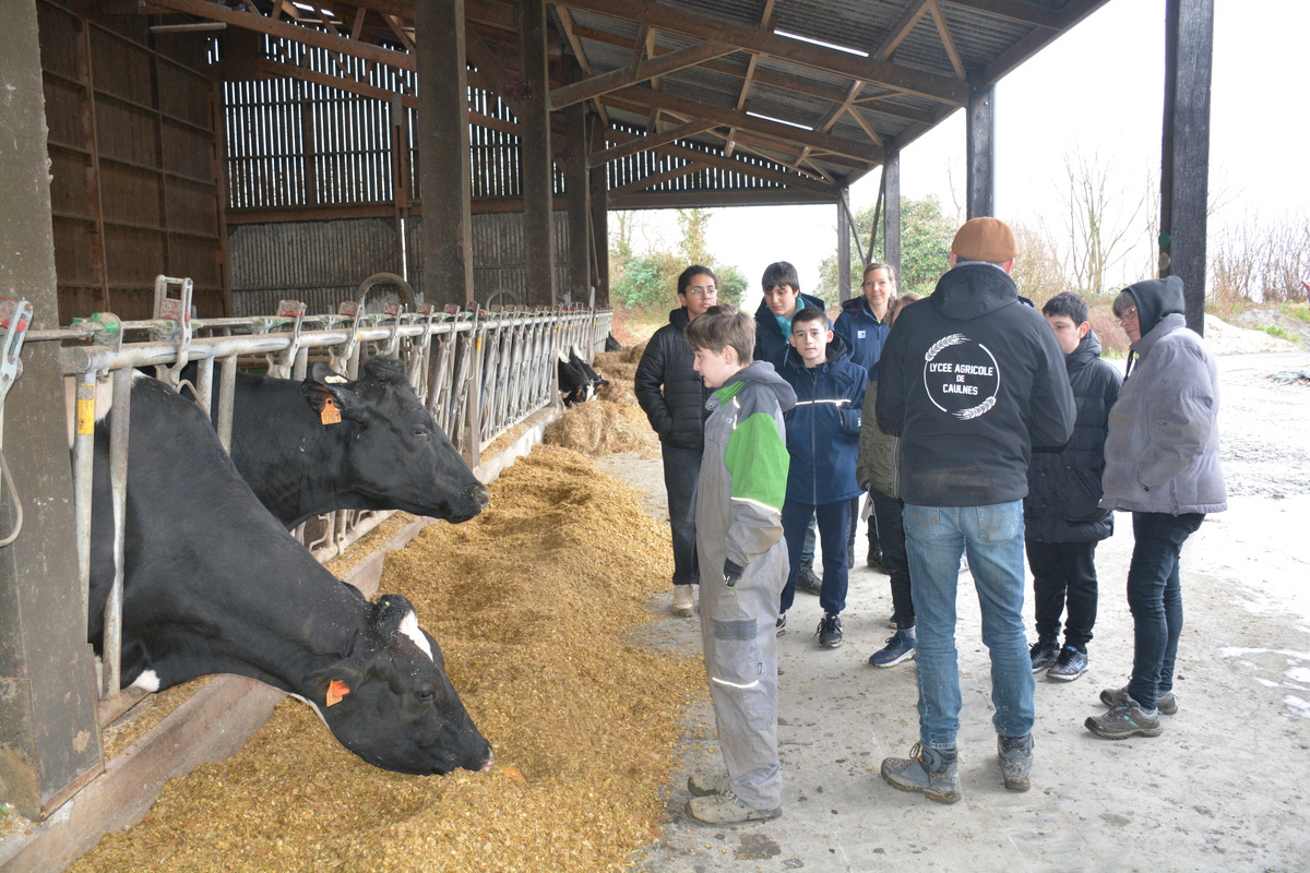 élèves de 5e devant la stabulation des vaches laitières - Illustration Les collégiens  en immersion à la ferme