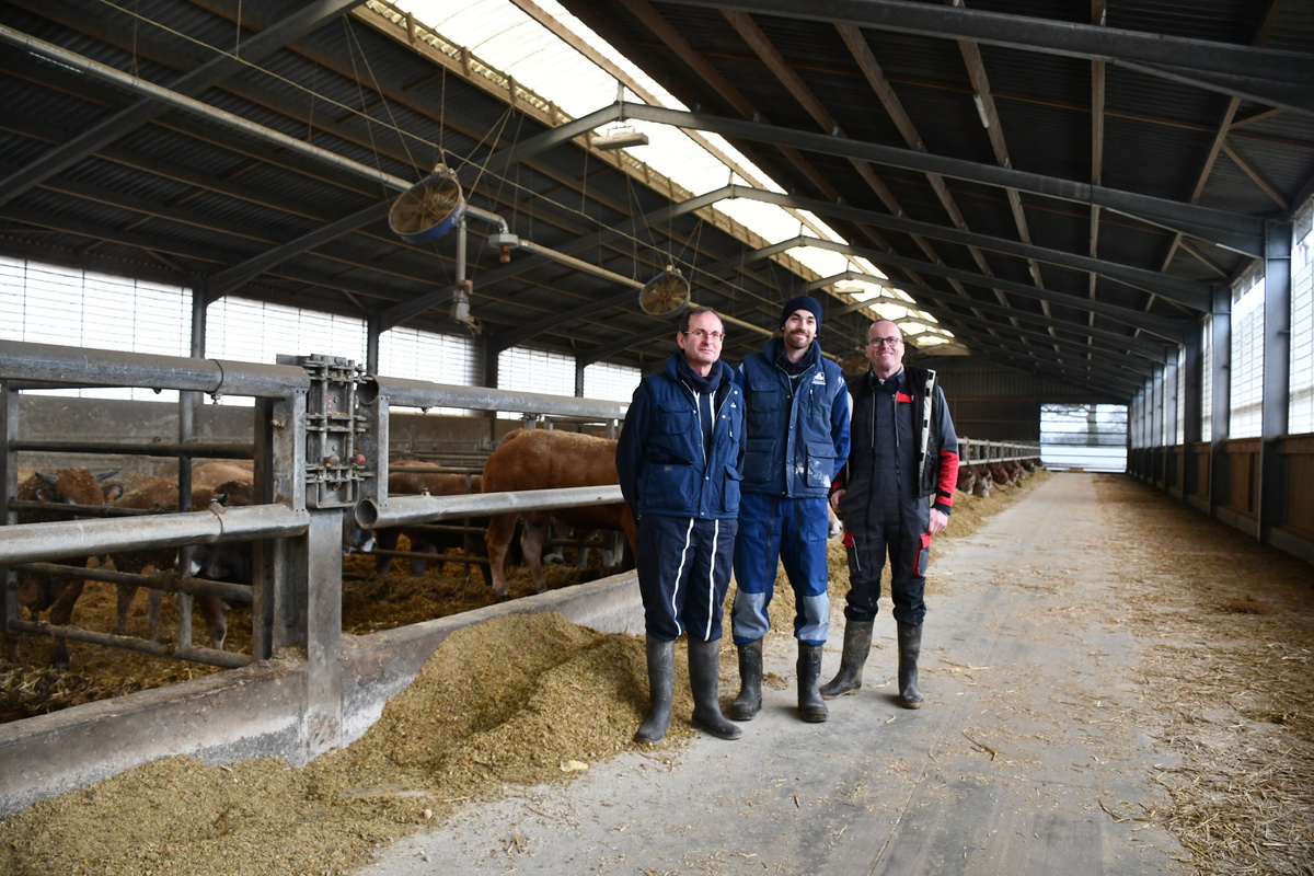 Les éleveurs sur le couloir d'alimentation avec des JB parthenais dans des cases - Illustration Santé et bien-être boostent la performance