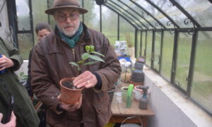 Alain Schlesser avec un plant de thé