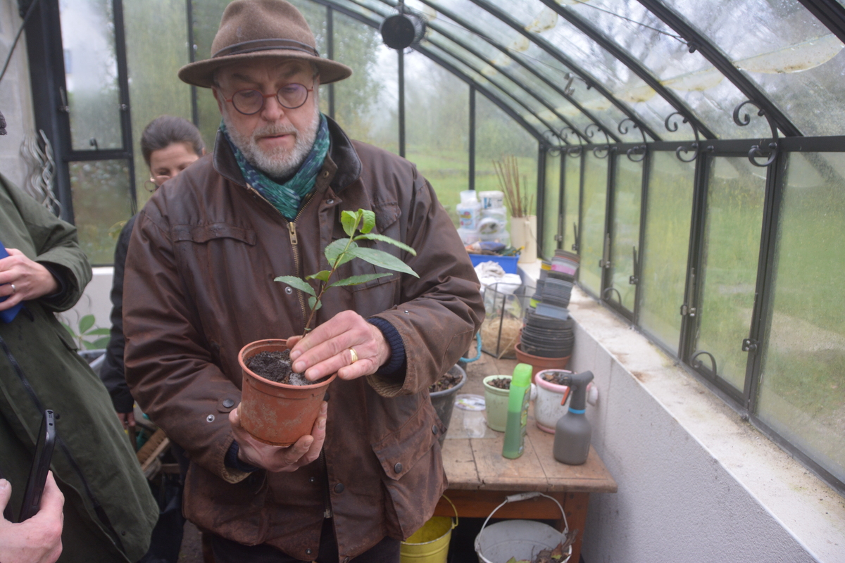 Alain Schlesser avec un plant de thé - Illustration Les producteurs de thé s’organisent