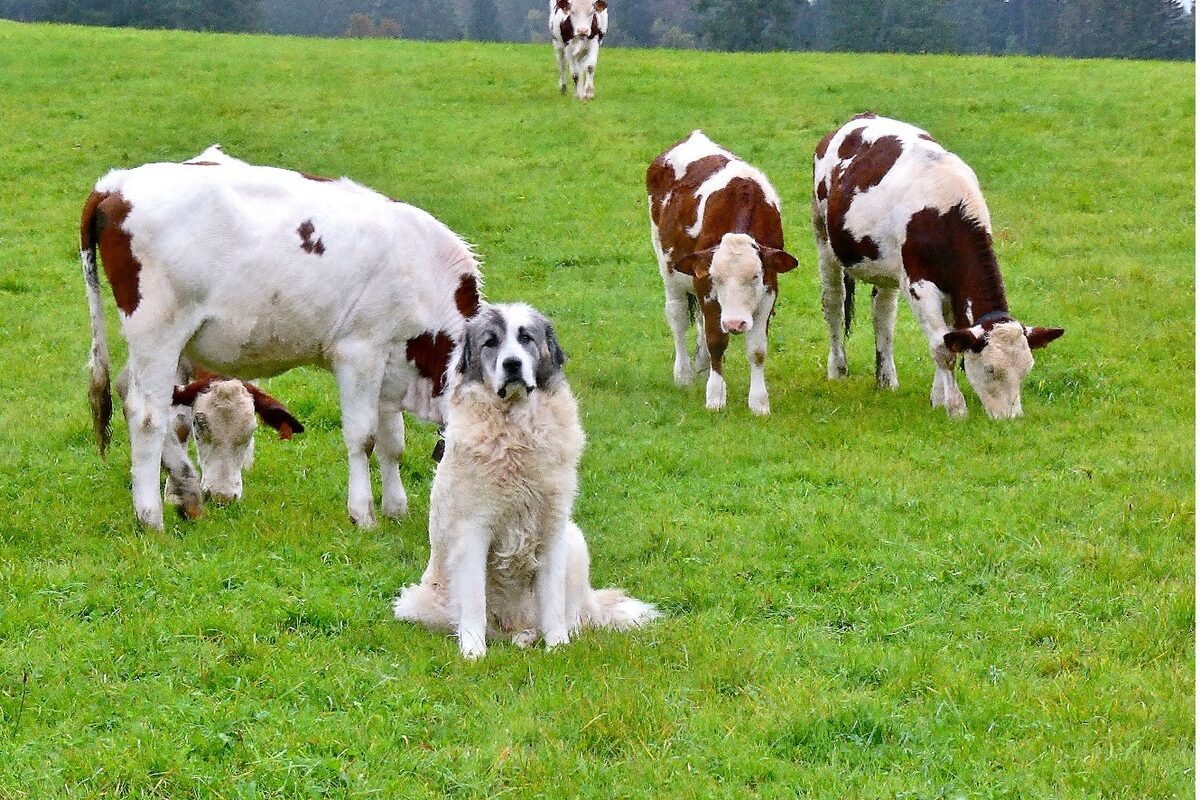 Un chien assis au milieu des vaches dans un champ - Illustration Intégrer un chien  de protection