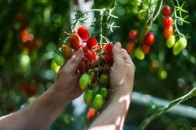 Des mains attrapent une grappe de tomates cerises