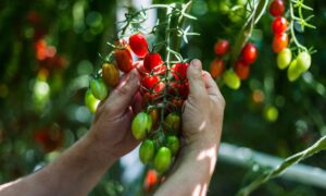 Des mains attrapent une grappe de tomates cerises