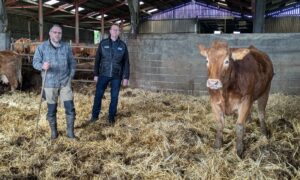 2 hommes dans une stabulation avec une vache