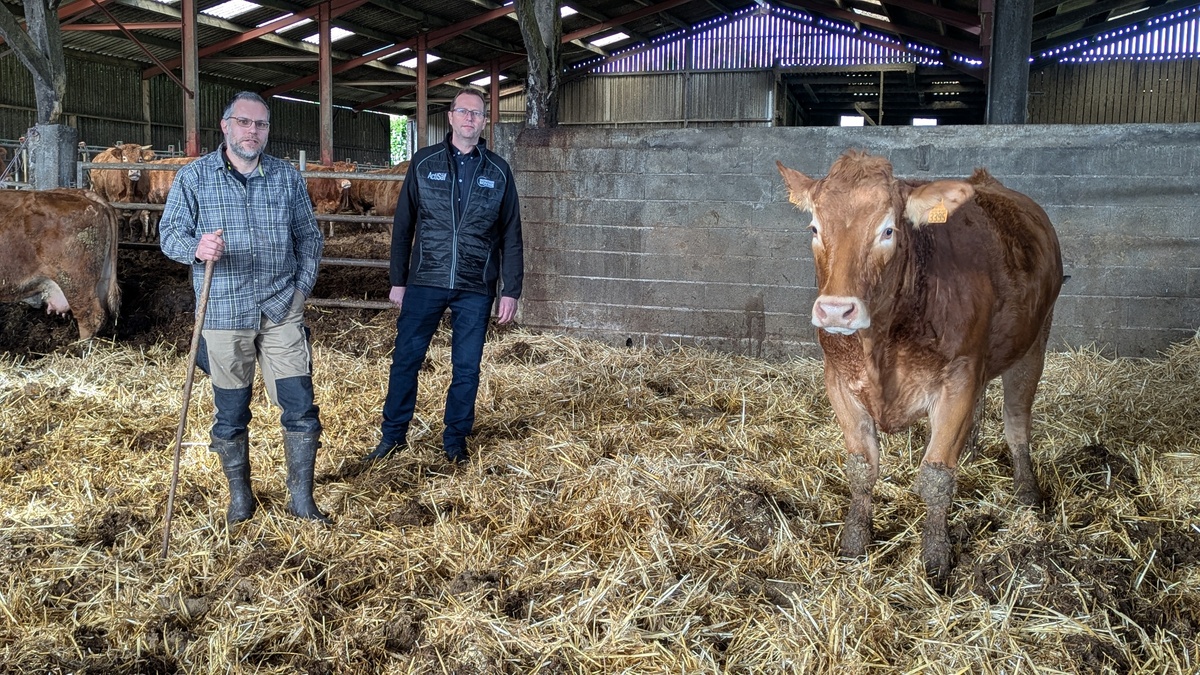 2 hommes dans une stabulation avec une vache - Illustration L’avenir de la filière bovin viande