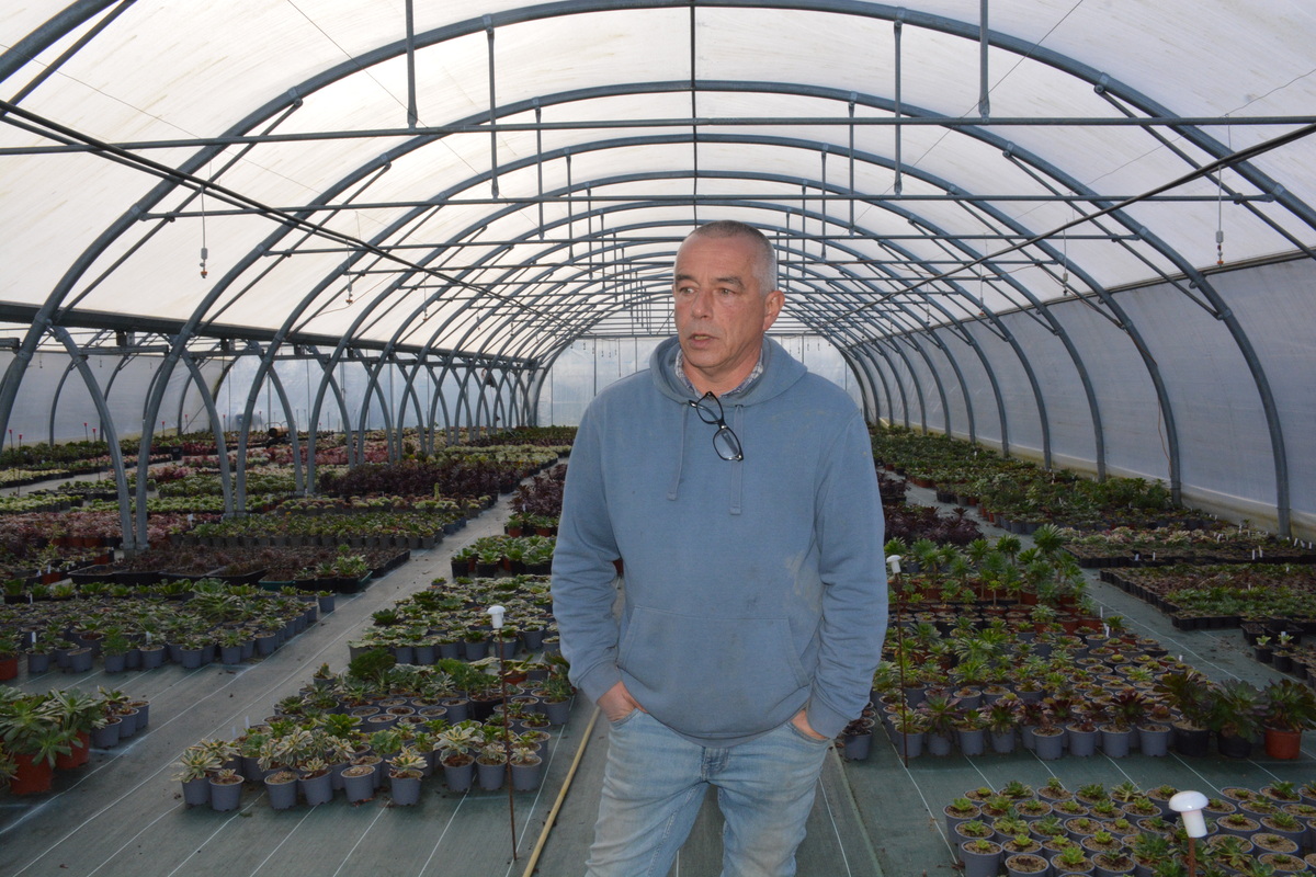 Le producteur de plants Hubert Debbasch dans une de ses serres d’aeonium. - Illustration Au pays des succulentes : À la découverte de l’aeonium