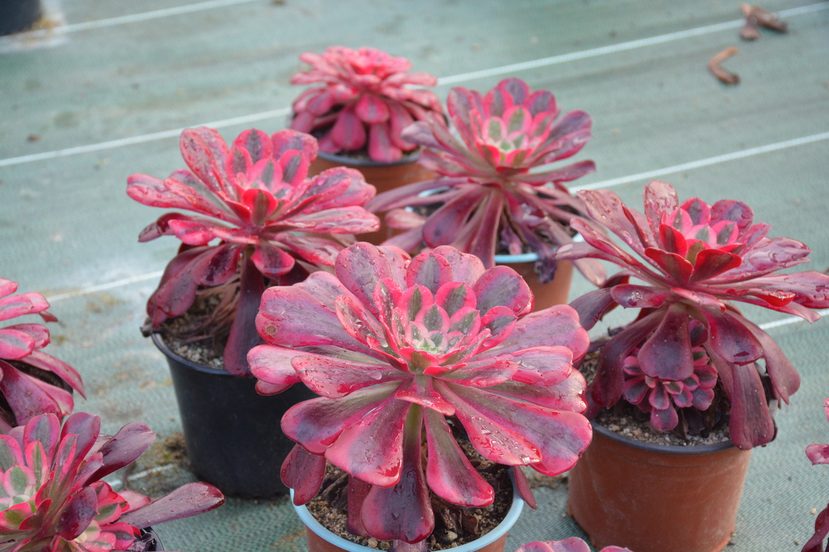 Aeonium 'Medusa’