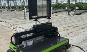 Robot articulé traitant par UV les plants de fraise dans les serres