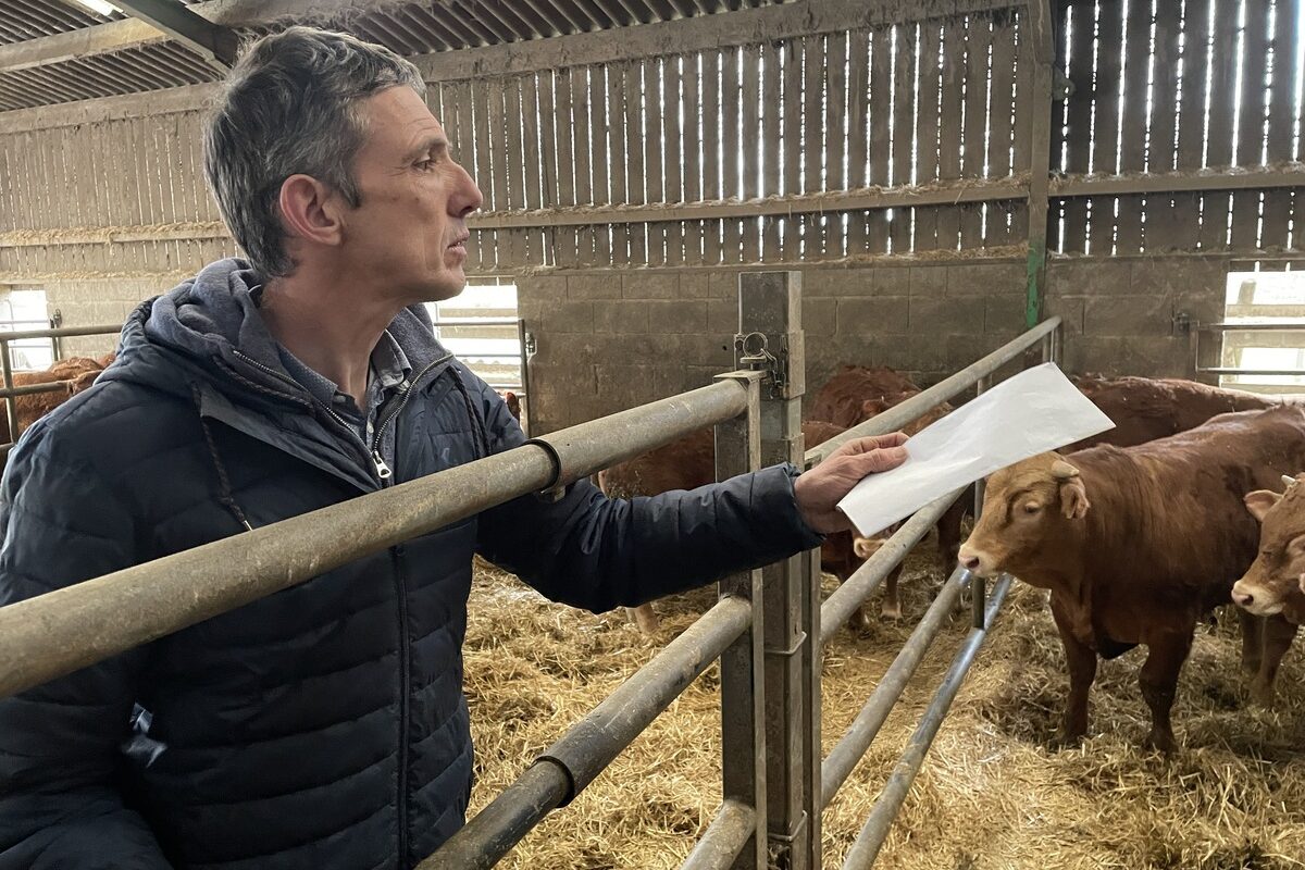 Hervé Merrer avec des vaches Limousines - Illustration Élever des vaches allaitantes  en pays légumier