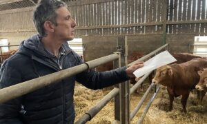 Hervé Merrer avec des vaches Limousines