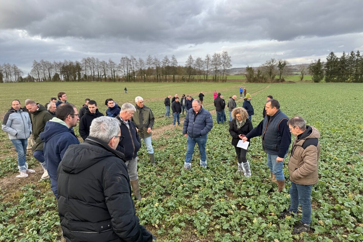 Des agriculteurs dans un champ de colza en hiver.  - Illustration La conservation des sols rassemble