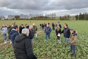 Des agriculteurs dans un champ de colza en hiver.