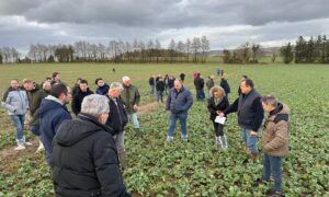 Des agriculteurs dans un champ de colza en hiver.