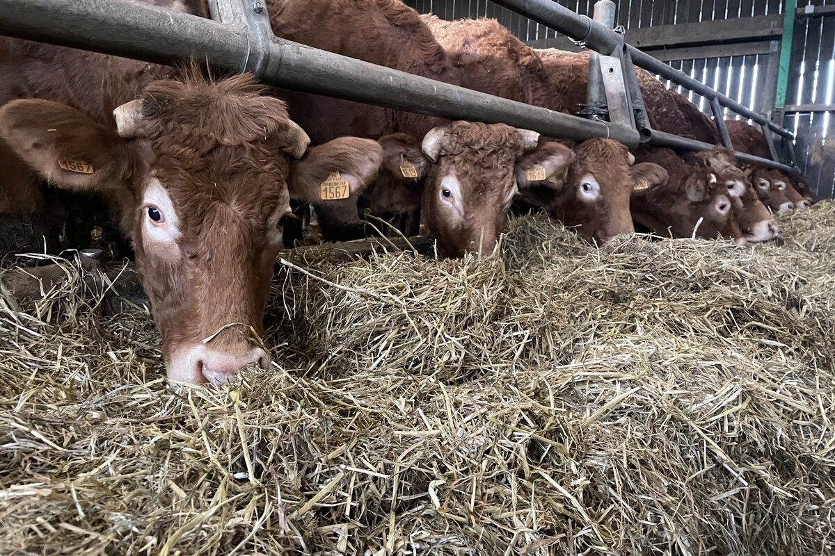 Vaches Limousines qui mangent - Illustration Prochaine étape : Agri Deiz