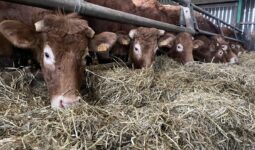 Vaches Limousines qui mangent