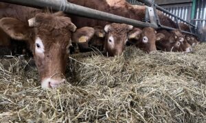 Vaches Limousines qui mangent