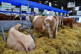 Des vaches sur de la paille au Salon de Paris