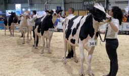 Des personnes font défiler les vaches sur le ring de concours bovin