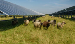 Des moutons dans un champ avec des panneaux solaires