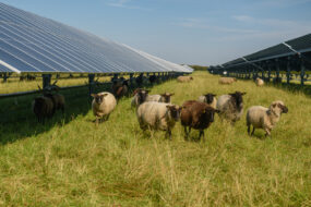 Des moutons dans un champ avec des panneaux solaires