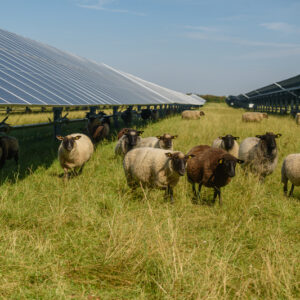 Des moutons dans un champ avec des panneaux solaires