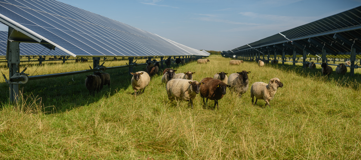 Des moutons dans un champ avec des panneaux solaires - Illustration « Je veux être coacteur et cofinanceur »