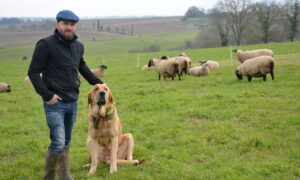 Un homme, son chien et ses moutons dans un champ