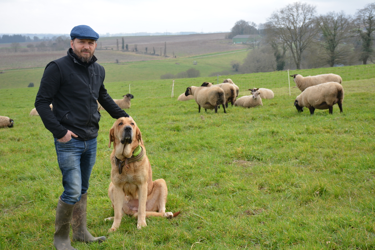 Un homme, son chien et ses moutons dans un champ - Illustration « Le label Bio Équitable en France protège les paysans »